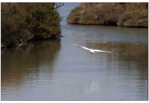 20090616-14 4093-Aigrette huppee w