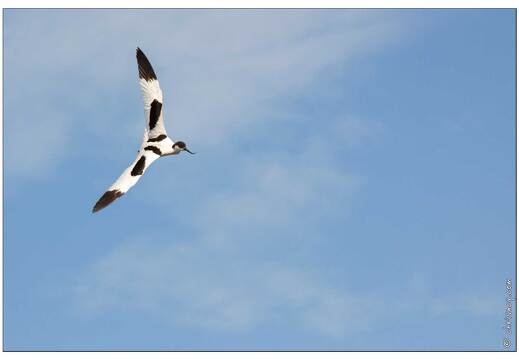 20090616-16 4253-Avocette w