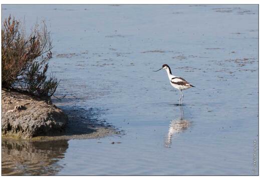 20090616-20 4403-Avocette w