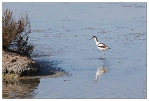 20090616-20 4403-Avocette w