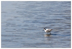 20090616-21 4251-Avocette w