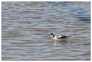 20090616-22 4388-Avocette w