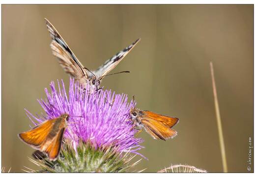 20090616-23 4230-Demi Deuil femelle Sylvaines sur chardon w