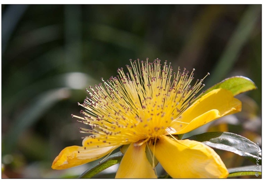 20090617-30 4524-Millepertuis Ile aux Moines