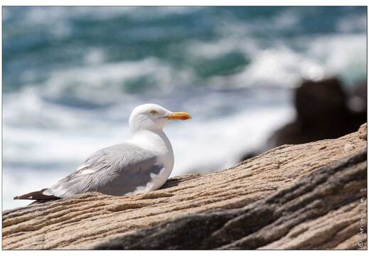 20090619-33 5045-Quiberon cote sauvage a la pointe de Percho