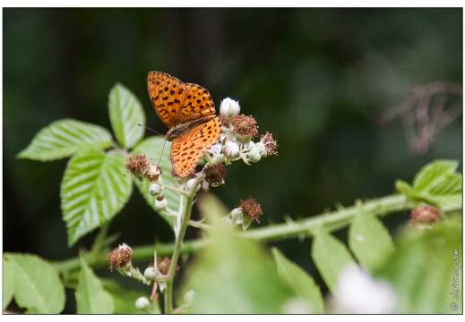 20090705-13 5622-Papillon le nacre de la ronce