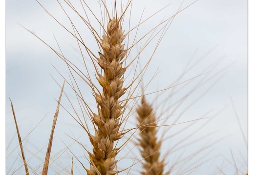 20090705-14 5637-Seigle