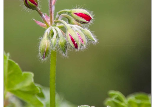 20090705-15 5664-Geranium