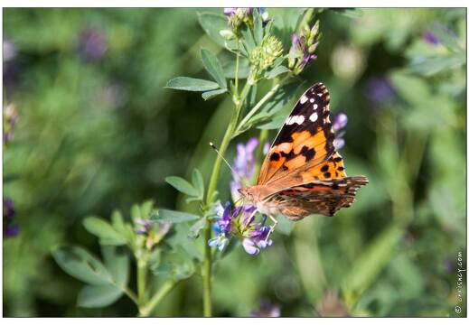 20090705-34 5722-Papillon la belle dame
