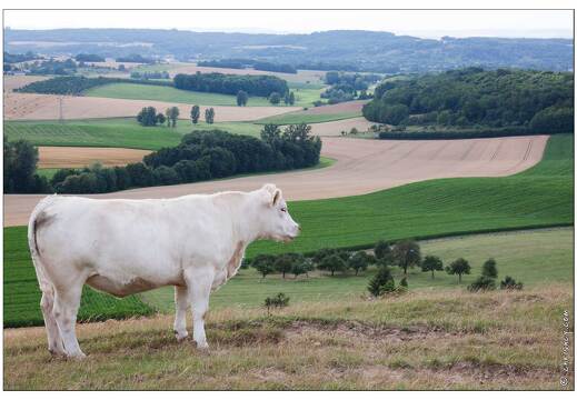 20090709-05 5764-Au Leomont