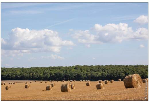 20090726-09 6303-Campagne Lorraine