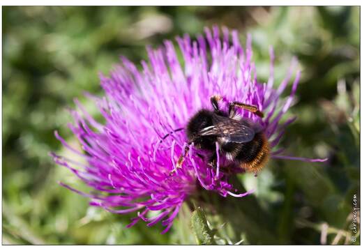 20090726-12 6248-Chardon