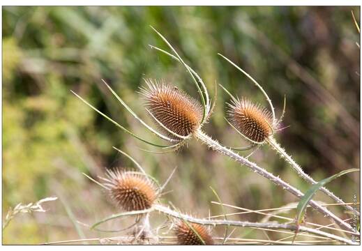 20090816-19 7387-Chardons