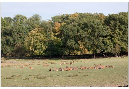 20090919-02 9283-Parc Ste Croix Cerfs