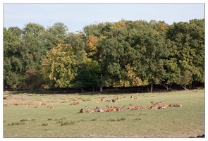 20090919-02 9283-Parc Ste Croix Cerfs