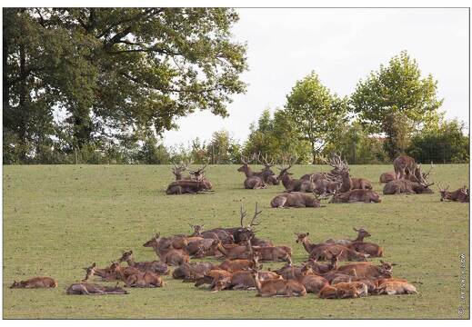 20090919-03 9273-Parc Ste Croix Cerf et biches