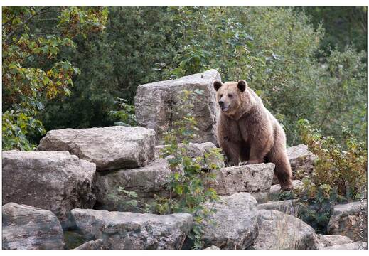 20090919-06 9231-Parc Ste Croix Ours