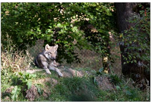20090919-08 9361-Parc Ste Croix Loup gris