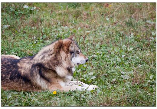 20090919-09 9359-Parc Ste Croix Loup gris