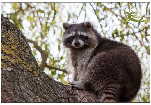 20090919-12 9328-Parc Ste Croix Raton Laveur