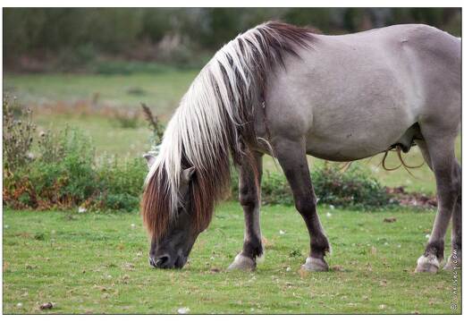 20090919-14 9246-Parc Ste Croix Cheval Tarpan