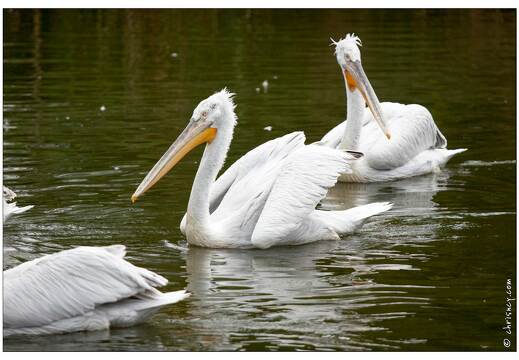 20090919-17 9213-Parc Ste Croix Pelican
