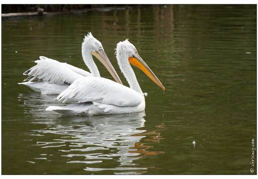 20090919-18 9227-Parc Ste Croix Pelican