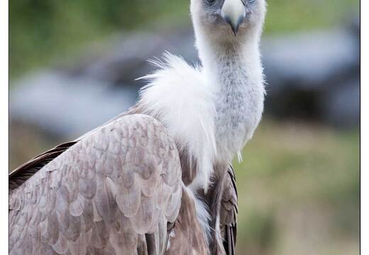 20090919-19 9147-Parc Ste Croix Vautour