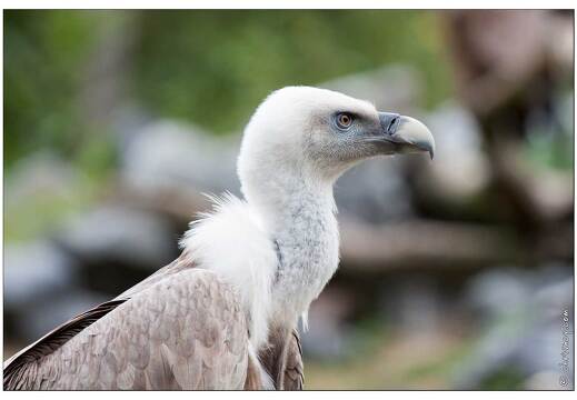 20090919-20 9148-Parc Ste Croix Vautour