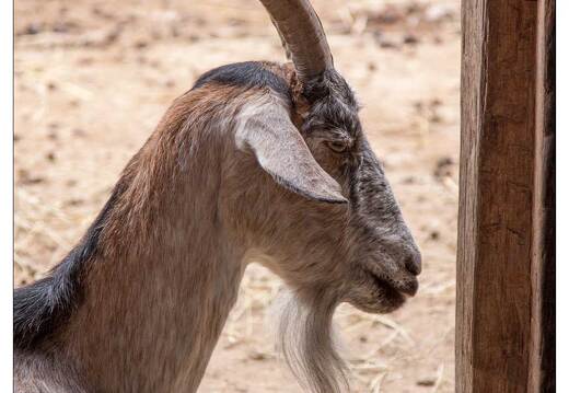 20090919-23 9101-Parc Ste Croix Chevre