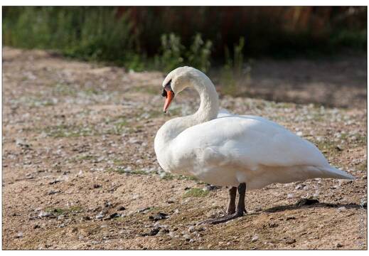 20090919-25 9331-Parc Ste Croix Cygne