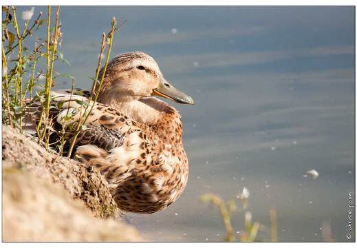 20090919-26 9320-Parc Ste Croix Canard