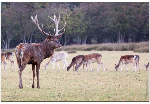 20091003-02 9908-Au Parc de Sainte Croix cerfs