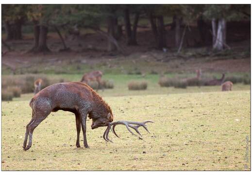 20091003-03 0001-Au Parc de Sainte Croix cerfs