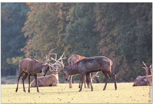 20091003-04 0070-Au Parc de Sainte Croix cerfs