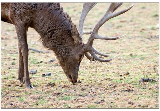 20091003-06 9977-Au Parc de Sainte Croix cerfs