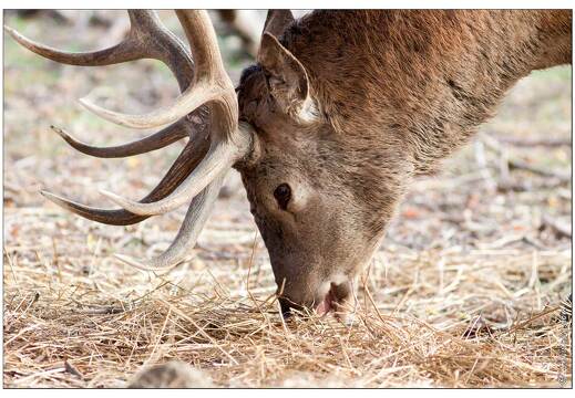 20091003-07 0010-Au Parc de Sainte Croix cerfs