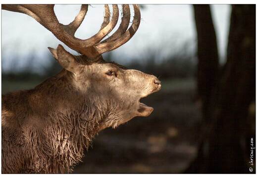 20091003-09 0372-Au Parc de Sainte Croix cerfs