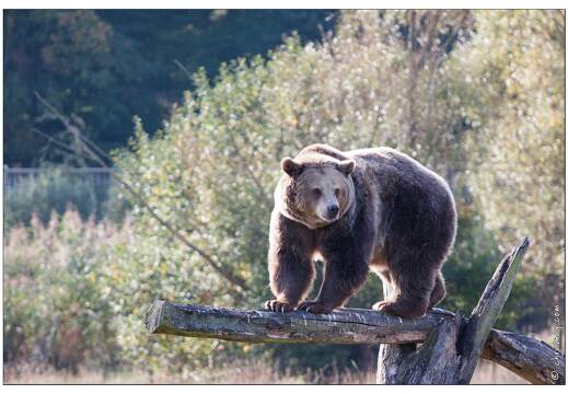 20091003-12 0191-Au Parc de Sainte Croix ours