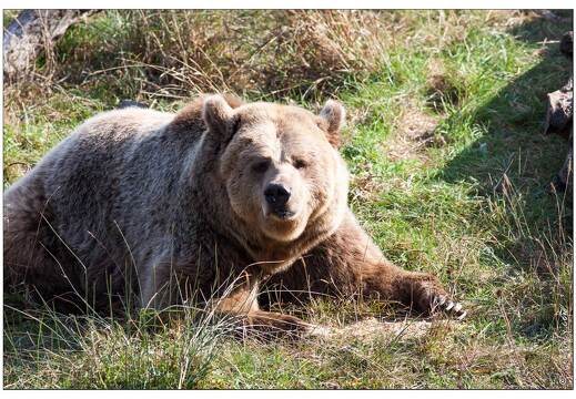 20091003-13 0298-Au Parc de Sainte Croix ours