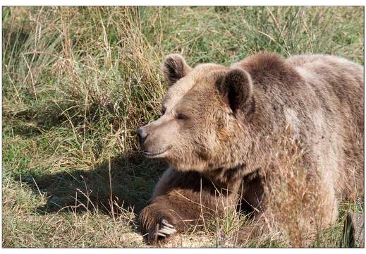 20091003-14 0304-Au Parc de Sainte Croix ours