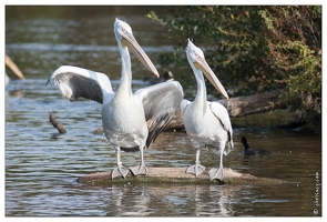 20091003-15 0233-Au Parc de Sainte Croix pelicans