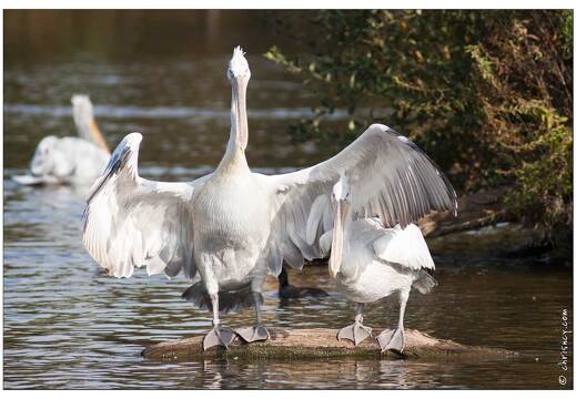 20091003-17 0236-Au Parc de Sainte Croix pelicans
