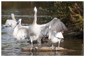 20091003-17 0236-Au Parc de Sainte Croix pelicans