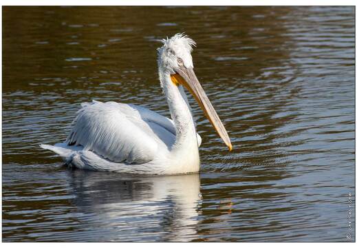 20091003-18 0262-Au Parc de Sainte Croix pelicans