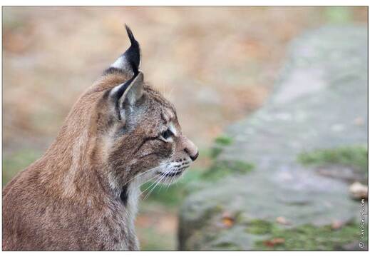 20091003-19 0313-Au Parc de Sainte Croix lynx