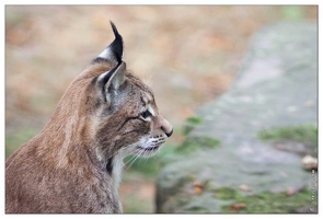 20091003-19 0313-Au Parc de Sainte Croix lynx