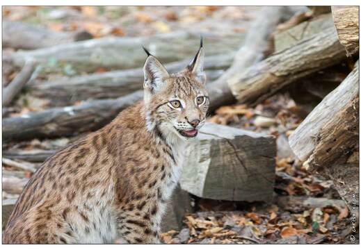 20091003-20 0321-Au Parc de Sainte Croix lynx
