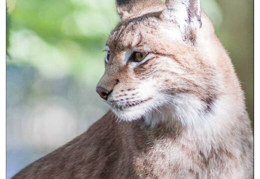 20091003-22 0344-Au Parc de Sainte Croix lynx