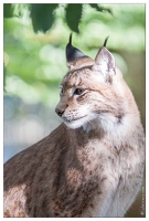 20091003-22 0344-Au Parc de Sainte Croix lynx